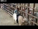 bullfighting video