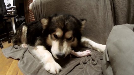 Dégustation pattes d'agneau