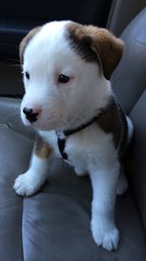 Ce chiot a le hoquet et ne comprend pas ce qu'il a