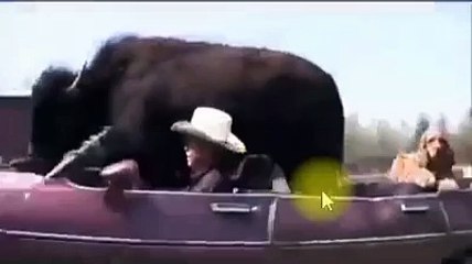 Personne n'a jamais vu ceci dans sa vie, incroyable.