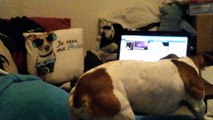 coussin jack vs vrai jack russell