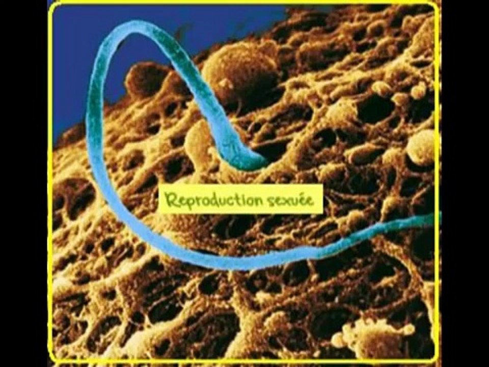Génétique - SVT 3ème - ADN, gènes et chromosomes