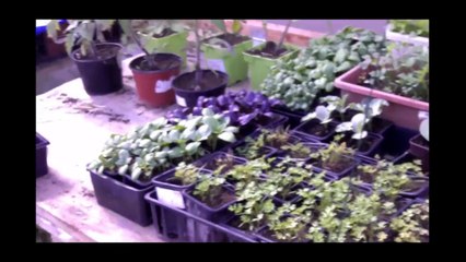 [Permaterre] Potager en permaculture [Avril 2015] #9