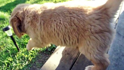 Golden Retriever Bitch-Slapped by Golden Puppy
