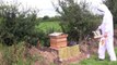Irish Bees Hive inspection and removal of queen excluder Bee Keeping Beekeeping