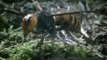 Giant Hornet vs. Giant Asian Mantis