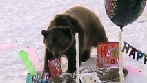 Brutus the Bear's 11th Birthday