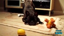 Cute Bulldogs Compilation || FunnyBOBO