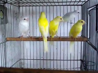 canary birds saudi arabia كناري ايراني همداني مستويات عالية جدا