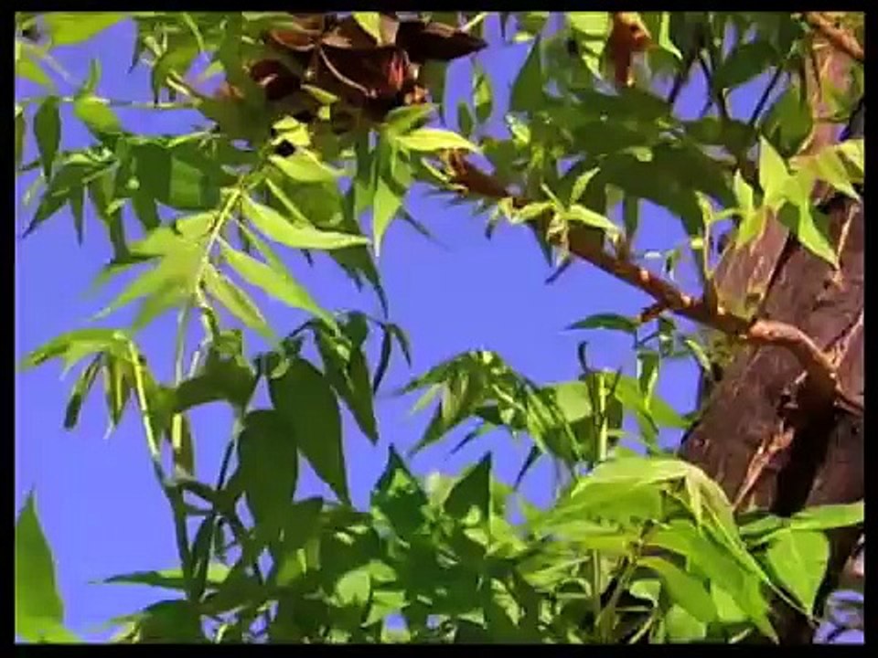 How To Add Zinc To Pecan Trees video Dailymotion