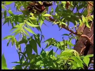 How To Add Zinc To Pecan Trees