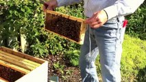 Second Year Beekeepers : Bee Hive Without a Queen. Adding a Nucleus Hive in an Attempt to Save It.