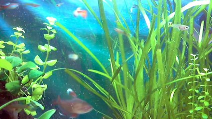 Artemia-Aufzucht - JBL Artemio Set