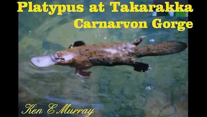 Platypus and Wild Pigs!! - Carnarvon Gorge, Australia