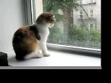 Scottish Fold Kitten watching the rain