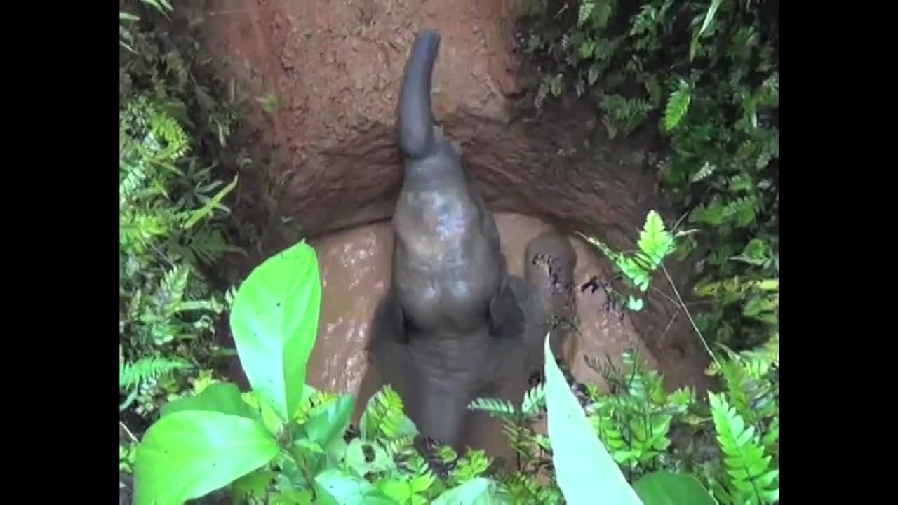Tollpatschiges Elefantenjunge aus Loch gerettet