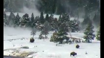 Pies Grandes Bigfoot Yeti caza Bufalos en Yellowstone. Sasquatchs persiguiendo Bisontes Americanos