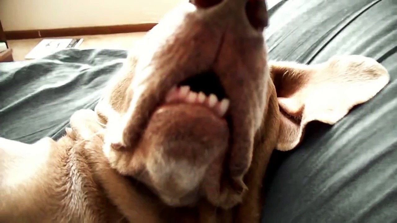 Perro Se Despierta Con Su Propio Pedo!! ★ Perro Divertido - Perro Chistoso - Gracioso