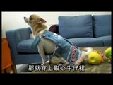 NMA 2009.12.28 動新聞   跨年跑趴 寵物也要SET