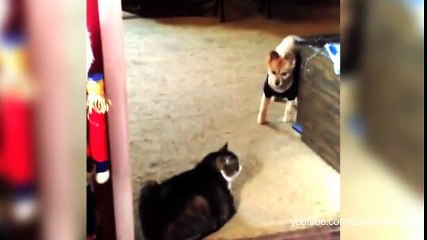 234# Les chiens ont peur des chats qui leur barrent la route