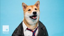 Menswear dog styles four pooches