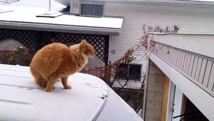 235# Quand un chat tente de sauter sur le toit d'un garage