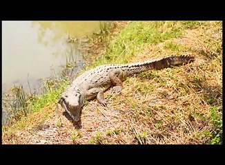 Preparación del Bolón de verde