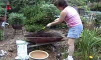 Growing tomatoes in pots: how to plant tomatoes in containers and buckets.wmv