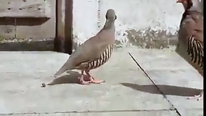 Pakistani National Bird..... Chakoor