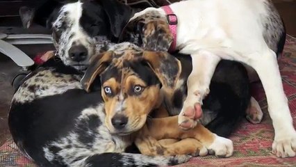 Shauna the Churro Sheep who thinks she is a Catahoula Puppy