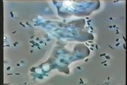 Microorganismos y Materia Orgánica 02.wmv