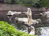 Polar Bear Feeding at Berlin Zoo with Thomas Dörflein, May 17, 2008