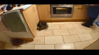 Funny Videos  - Funny Cats Video - Funny Cat Videos Ever - Funny Animals Funny Fails?syndication=228326