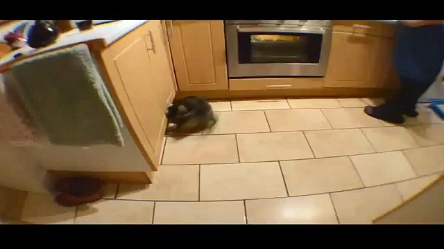 Funny Videos - Funny Cats Video - Funny Cat Videos Ever - Funny Animals Funny Fails?syndication=228326