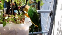 Choosing a Pet Bird - Caique Parrot Review