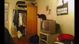 Funny Videos - Funny Cats Video - Funny Cat Videos Ever - Funny Animals Funny Fails?syndication=228326