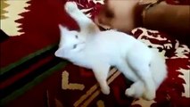 Funny Videos - Funny Cats Video - Funny Cat Videos Ever - Funny Animals Funny Fails?syndication=2283