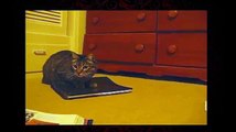 Funny Videos- Funny Cats Video - Funny Cat Videos Ever - Funny Animals Funny Fails?syndication=228326
