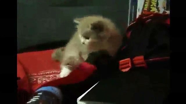 Funny Videos - Funny Cats Video - Funny Cat Videos Ever - Funny Animals Funny Fails?syndication=228326