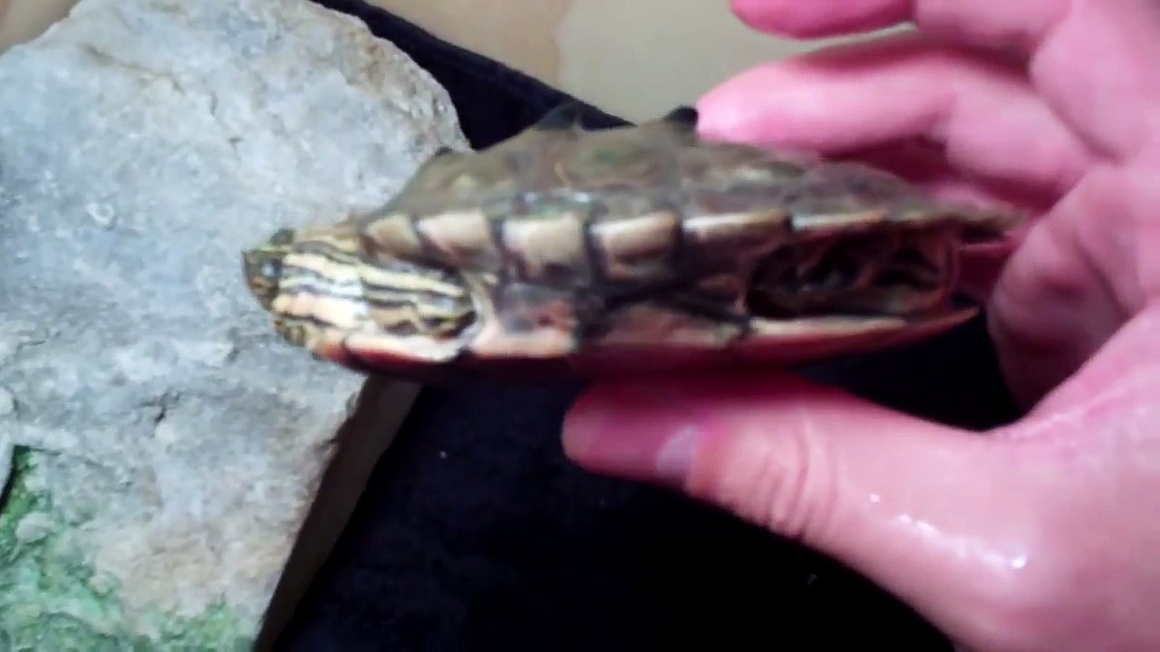 My Turtles