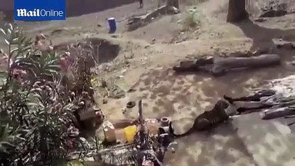 Incredible showing how a man with a stick given to his attacker leopard prowled