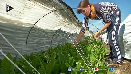 Le muguet, une tradition en perte de vitesse chez les jeunes