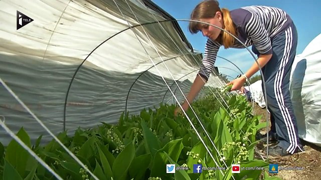 Le muguet, une tradition en perte de vitesse chez les jeunes