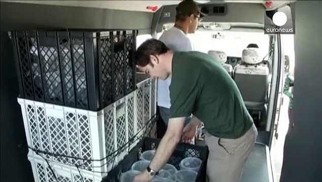 Бразилия: комары борются с распространением лихорадки Денге