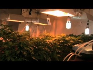 مزرعة كاملة للمخدرات داخل شقة بالقاهرة