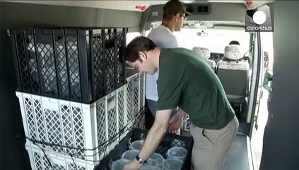 Βραζιλία: Γενετικά τροποποιημένα κουνούπια για την αντιμετώπιση του δάγκειου πυρετού