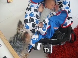 Misty le Yorkshire est un très bon baby-sitter