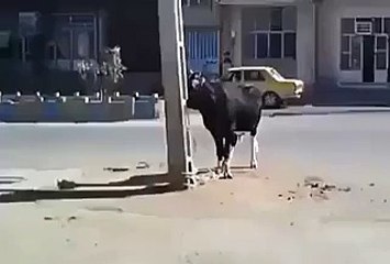 A Cow Doing Amazing! , Must Watch This Video