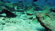 Galapagos fish identification: Barberfish (Johnrandallia nigriorostris)