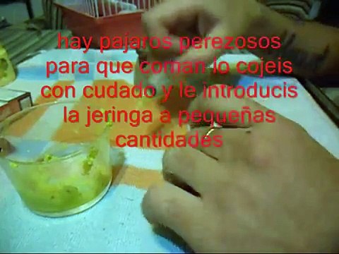 como criar crias de pajaro gilgueros,pardillo,verdon,canarios,chamarin etc......